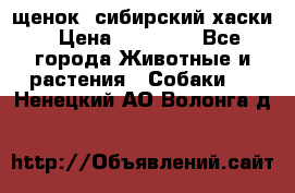 щенок  сибирский хаски › Цена ­ 12 000 - Все города Животные и растения » Собаки   . Ненецкий АО,Волонга д.